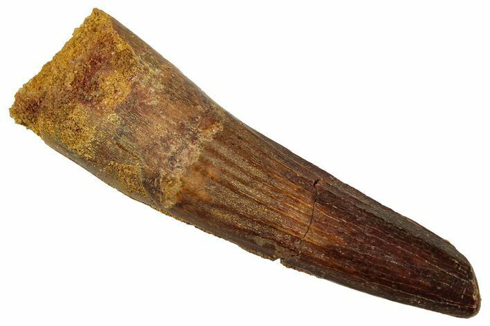 Fossil Spinosaurus Tooth - Real Dinosaur Tooth #329511